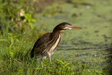 Green heron close up on edge of pond in green plants