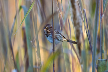 Song sparrow perched on a reed at sunrise