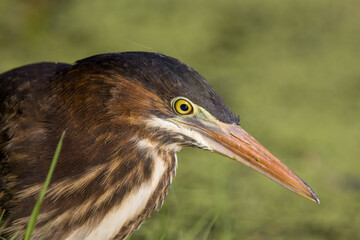 Green heron close up on edge of pond in green plants