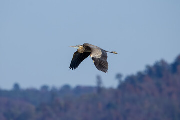 Great blue heron in flight with blue sky and trees in background