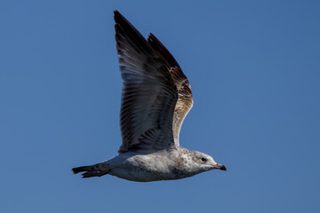 Ring-billed gull seagull in flight with blue sky background