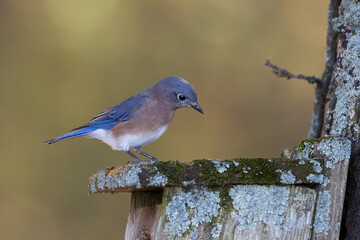 Eastern bluebird close up perched on birdhouse