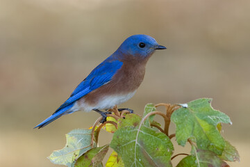 Eastern bluebird close up perched on hydrangea leaves