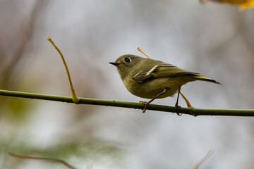 Ruby-crowned kinglet bird on a small limb