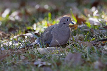 Mourning dove on ground with grass and leaves