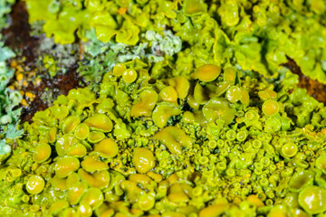 Xanthoria parietina - yellow-green lichen on a tree branch, Odessa