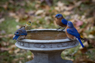 Eastern bluebirds and american goldfinches on birdbath in yard drinking