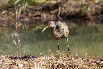 Limpkin bird near a lake with water in the background