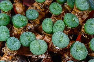 Conophytum obscurum - super succulent from southern Africa growing in a plant collection