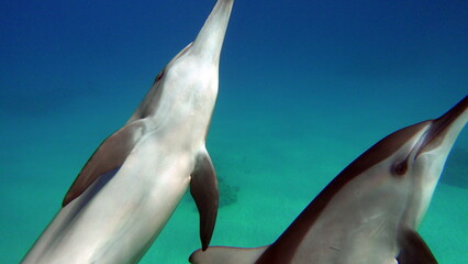 Dolphins. Spinner dolphin. Stenella longirostris is a small dolphin that lives in tropical coastal...
