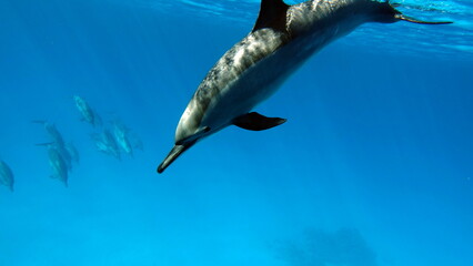 Dolphins. Spinner dolphin. Stenella longirostris is a small dolphin that lives in tropical coastal...
