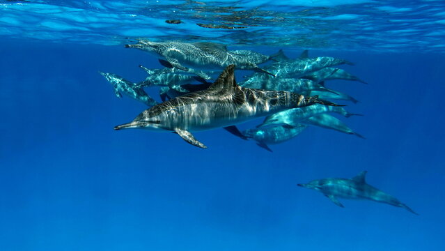 Dolphins. Spinner dolphin. Stenella longirostris is a small dolphin that lives in tropical coastal waters around the world. 
