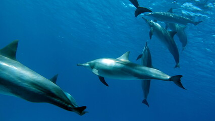 Dolphins are aquatic mammals of the cetacean infraorder, belonging either to the dolphin family.