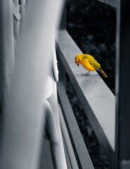 Yellow bird looking down in a black and white environment