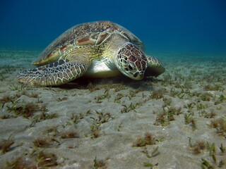 Obraz premium Big Green turtle , Green turtles are the largest of all sea turtles. A typical adult is 3 to 4 feet long and weighs between 300 and 350 pounds.