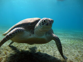 Fototapeta premium Big Green turtle , Green turtles are the largest of all sea turtles. A typical adult is 3 to 4 feet long and weighs between 300 and 350 pounds.