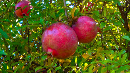 Ripe red pomegranate Punica granatum fruits against green leaves in autumn