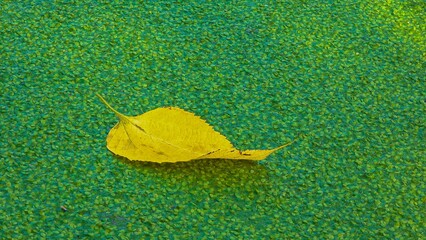 Falling into the water covered with duckweed Lemna minor, the leaves of the trees float on the...