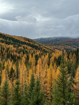 Golden Tamarack Forests in Northwest Montana in the Autumn