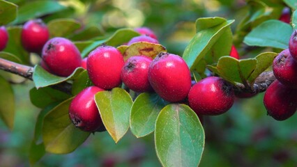 Red fruits on a bush Cotoneaster  - Angiosperms, Rosaceae, Malinae