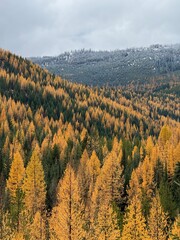 Golden Tamarack Forests in Northwest Montana in the Autumn