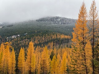 Golden Tamarack Forests in Northwest Montana in the Autumn