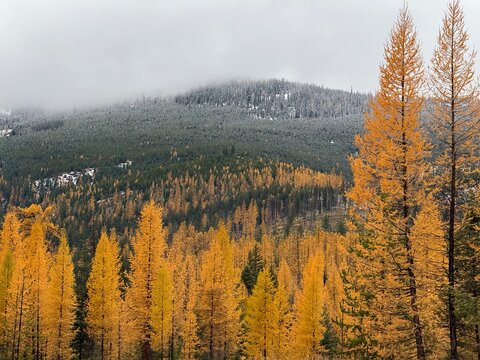 Golden Tamarack Forests in Northwest Montana in the Autumn