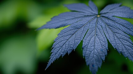 A close up of a blue leaf with water droplets on it