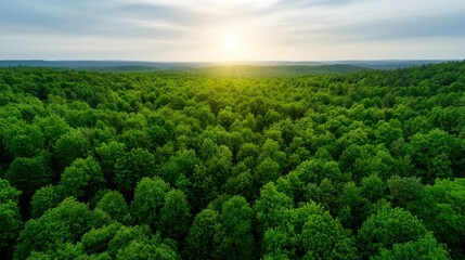 Naklejka premium A view of a forest with the sun shining through the trees