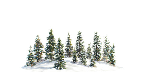 Fototapeta premium Cluster of evergreen pine trees on snowy hill isolated on transparent background