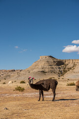 beautiful portrait of llamas / alpacas grazing in the Andes mountain range surrounded by mountains, clouds with a blue sky illuminated with natural light in the heights 