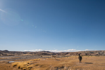 beautiful portrait of llamas / alpacas grazing in the Andes mountain range surrounded by mountains, clouds with a blue sky illuminated with natural light in the heights 
