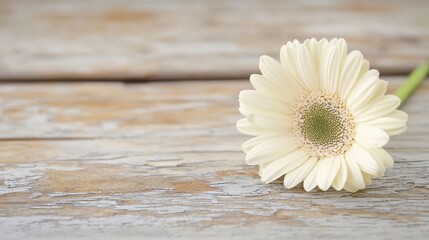 Obraz premium A single white flower sitting on top of a wooden table