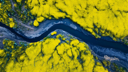 Aerial view of a river flowing through a vibrant yellow field of flowers