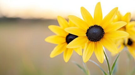 Fototapeta premium A bunch of yellow flowers sitting on top of a field
