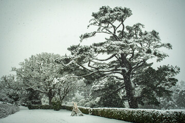 snow covered trees and bushes