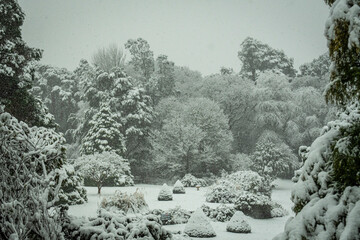 snowy trees and bushes in garden 