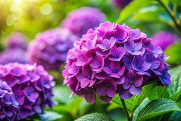 Vibrant Purple Hydrangea Blossoms - Candid Garden Photography