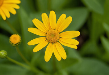 Yellow daisy flower in the garden