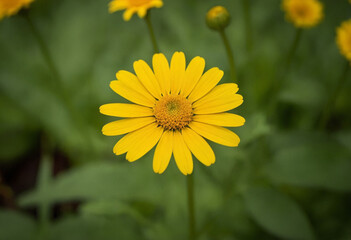 Fototapeta premium Yellow daisy flower in the garden
