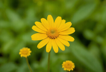 Yellow daisy flower in the garden