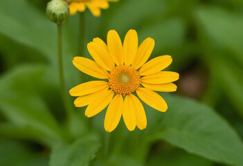 Fototapeta premium Yellow daisy flower in the garden