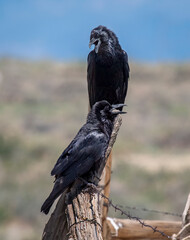 Pair of Common Ravens