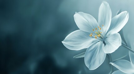 Fototapeta premium Serene Blue Flower Delicate Petals Soft Light