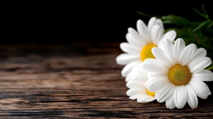 Obraz premium two white daisies with their stems and leaves on a wooden table against a dark background
