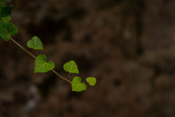green ivy leaf close up.