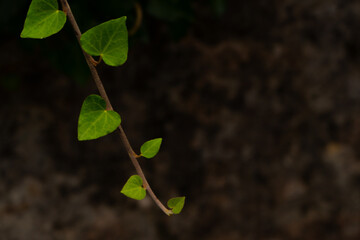 green ivy leaf close up.