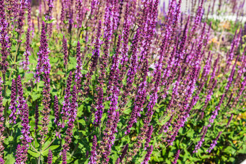 Oak sage, a perennial plant, a species of the genus Sage of the Lamiaceae family. Honey plant. Decorative garden plant.