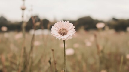Single pale pink daisy in a field.