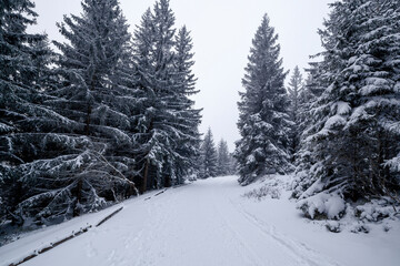 Obraz premium Karkonosze National Park in winter, Poland